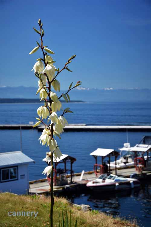 flower stalk